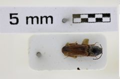 Foto (Dorsalansicht) von Cardiophorus kurdistanicus (Platia, 2010) (NHMW-ZOO-COL-0008525)